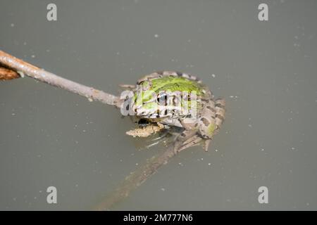 Iberischer grüner Frosch, Pelophylax perezi, auf einem Ast in der Mitte des Teichs Stockfoto