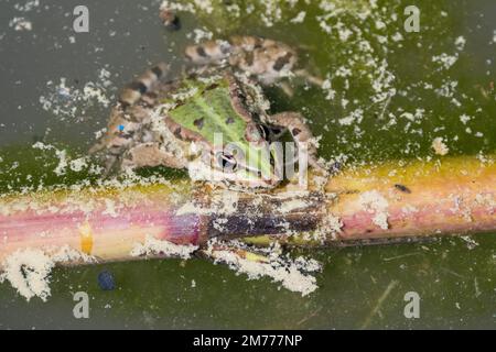 Iberischer grüner Frosch, Pelophylax perezi, auf einem Ast in der Mitte des Teichs Stockfoto