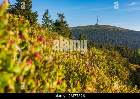 Hruby Jesenik (Altvatergebirge, Hochasische Berge): Berghügel (Altvater) mit Sender oben in Hruby Jesenik (Altvatergebirge, Hochasch M Stockfoto