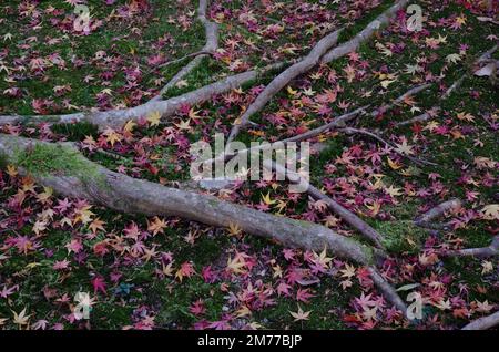 Wurzeln und gefallene Blätter des roten Kaisers Ahorn Acer palmatum. Kyoto. Japan. Stockfoto