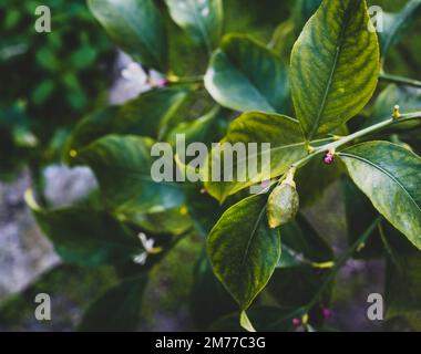 Neue, kleine Zitronen wachsen auf dem Baum. Selektiver Fokus, Nahaufnahme Stockfoto