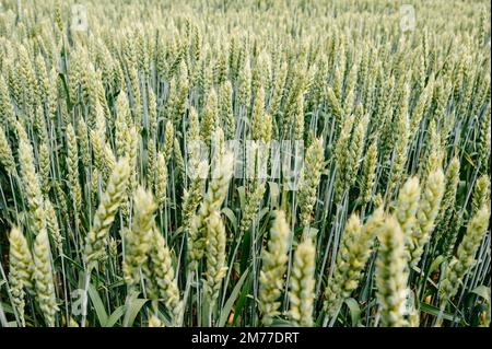 Das ukrainische Agro-Kulturfeld mit Weizen, noch unreifer grüner Weizen auf dem Feld, ukrainische Felder vor dem Krieg. Stockfoto