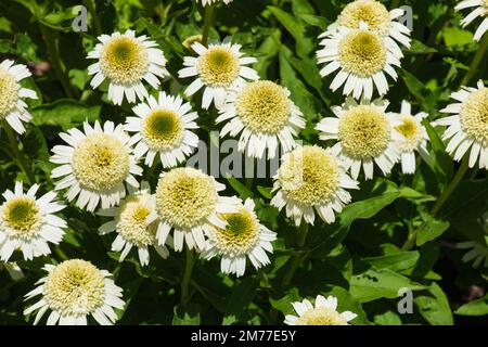 Köstliches Nougat im botanischen Garten im Juli in slowenien Stockfoto