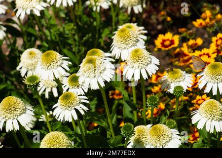 echinacea leckere Nougat-Bienen-freundliche Blütenköpfe Stockfoto