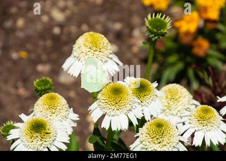 Trinken von Schmetterling auf cremigen Echinacea, auch als Coneflower bezeichnet, mit cremigen Blütenblättern Stockfoto