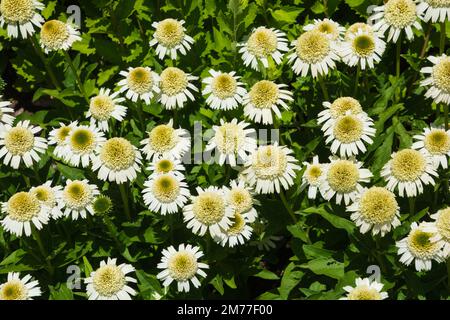 Viele Blütenköpfe der cremigen Echinacea Stockfoto