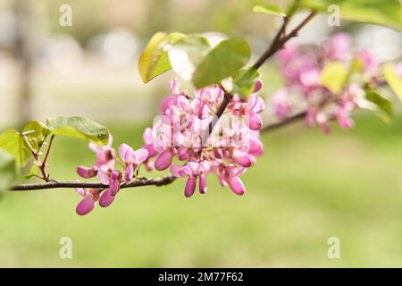 Ein Zweig mit rosa Blumen von Cercis. Die Blüte des Judas-Baumes Stockfoto
