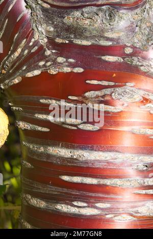 Polierte rote Rinde der tibetischen Kirsche Prunus serrula im britischen Garten im Herbst Oktober Stockfoto