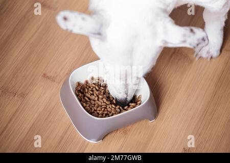 Ein weißer Hund isst trockenes Essen aus einer Schüssel. Gesundes Futter für Hunde. Stockfoto