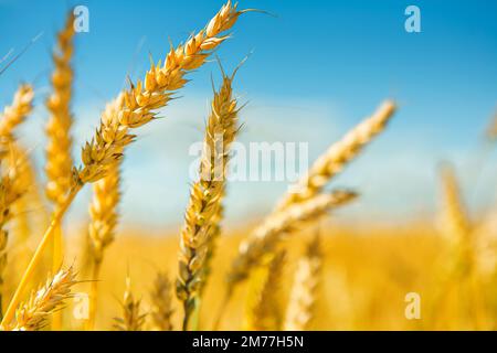 Spitzen der Weizen Stockfoto