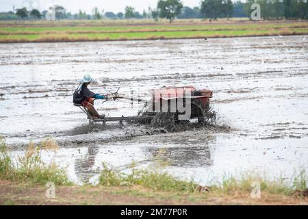 Ein Landwirt auf einem Reisfeld in der Nähe der Stadt Lopburi in der Provinz Lopburi in Thailand, Thailand, Lopburi, November 2022 Stockfoto