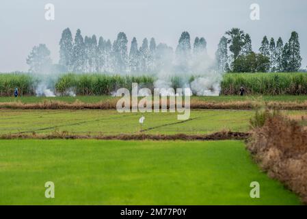 Ein Brand auf einem Reisfeld in der Nähe der Stadt Lopburi in der Provinz Lopburi in Thailand, Thailand, Lopburi, November 2022 Stockfoto