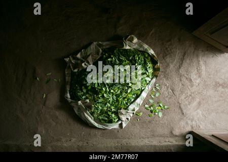 Die organische Kokapflanzung im peruanischen Dschungel. Bauer, der Kokablätter sammelt. Stockfoto