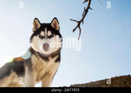 Porträt des schwarz-weißen Sibirischen Huskys im Hintergrund des Himmels Stockfoto