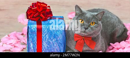 Eine Katze, die auf Rosenblättern neben einem blauen Geschenk sitzt, mit einem roten Band und einer großen Schleife Stockfoto