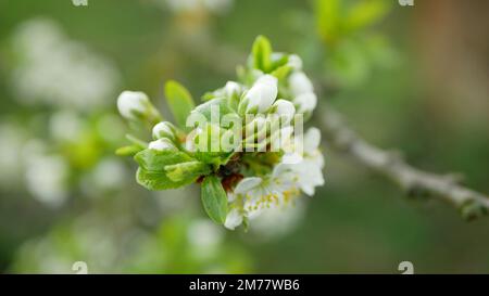 Pflaumenblüte Frühlingsblüte Prunus domestica Baumpflanz Obstgarten, Wind in Zweigen und Blättern blüht Gartenblatt, die erste widerstandsfähige Sorte Stockfoto