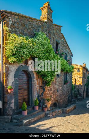 Wunderschön angeordnete, duftende Jasminblume an der Mauer des Steinhauses, Civita di Bagnoregio, Provinz Viterbo, Latium, Italien, Europa Stockfoto