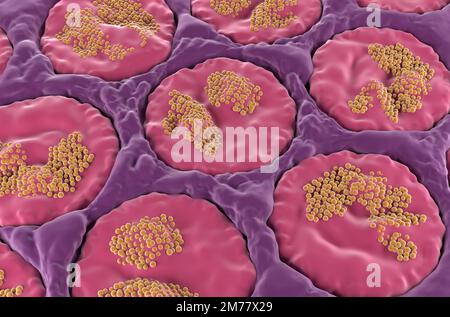 Speicheldrüsenoberfläche (sublingual) im menschlichen Mund - isometrische Ansicht 3D-Darstellung Stockfoto