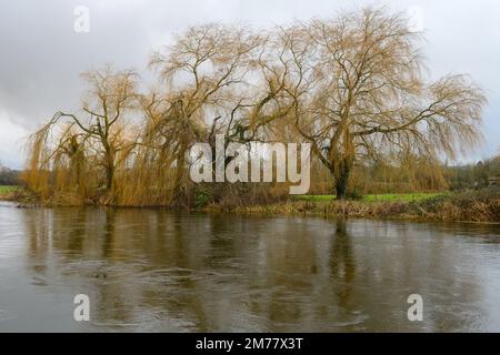 Drei weinende Weidenbäume (Salix babylonica) an einem Flussufer mit Reflexion im Wasser Stockfoto