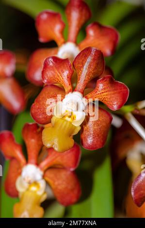 Farbenfrohe Exotische Orchidee. Nahaufnahme von Vanda brunnea, der Glossy Light Brown Vanda, auf unscharfem Hintergrund. Stockfoto