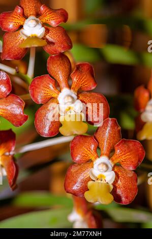 Farbenfrohe Exotische Orchidee. Nahaufnahme von Vanda brunnea, der Glossy Light Brown Vanda, auf unscharfem Hintergrund. Stockfoto