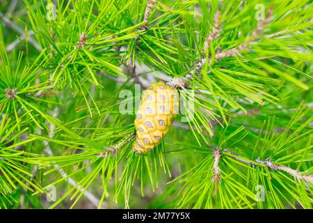 Die Äste und der Zapfen von Aleppo Pine, Pinus halepensis Stockfoto