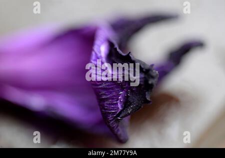 Gladioli-Blütenblatt Stockfoto