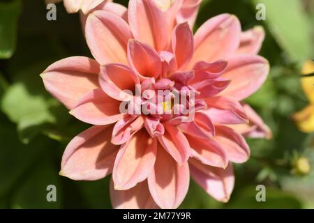 Happy Dahlia-Blume Stockfoto