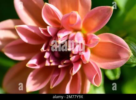 Happy Dahlia-Blume Stockfoto