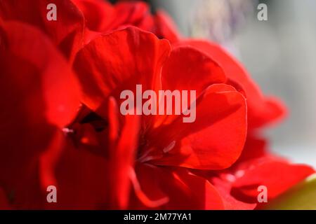 Nahaufnahme roter Pelargoniumblumen Stockfoto