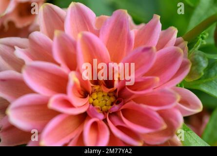 Happy Dahlia-Blume Stockfoto