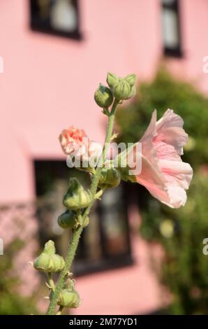 Rosa Hollyock Blume und Knospen Stockfoto