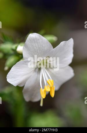 jacobs-Leiterblume Stockfoto