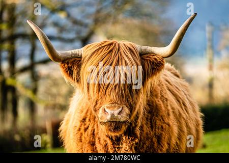 Highland-Kuh mit großen Hörnern und zwielichtigem Körper, die in das Kameraobjektiv schaut Stockfoto