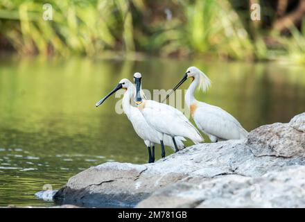 Ein eurasischer Löffelchen, der während einer Bootsfahrt Wasser aus dem Kaveri-Fluss im Ranganathittu-Vogelschutzgebiet trinkt Stockfoto