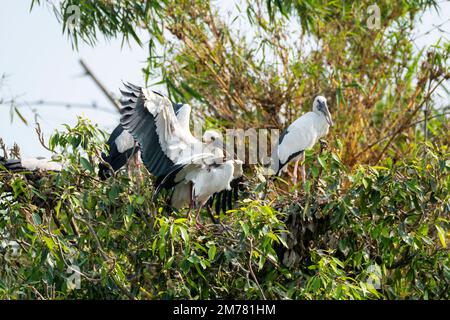 Ein paar asiatische Engel paaren sich im Ranganathittu Vogelschutzgebiet während eines Boots safar im Inneren. Stockfoto