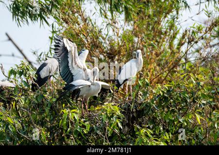 Ein paar asiatische Engel paaren sich im Ranganathittu Vogelschutzgebiet während eines Boots safar im Inneren. Stockfoto