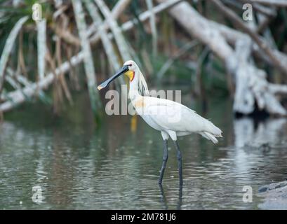 Ein eurasischer Löffelchen, der während einer Bootsfahrt Wasser aus dem Kaveri-Fluss im Ranganathittu-Vogelschutzgebiet trinkt Stockfoto