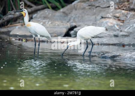 Ein eurasischer Löffelchen, der während einer Bootsfahrt Wasser aus dem Kaveri-Fluss im Ranganathittu-Vogelschutzgebiet trinkt Stockfoto