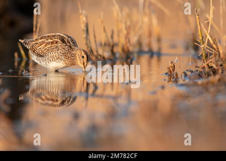 Beccaccino, die gewöhnliche Muschel (Gallinago gallinago), ist eine kleine, stumpfe Wader Stockfoto