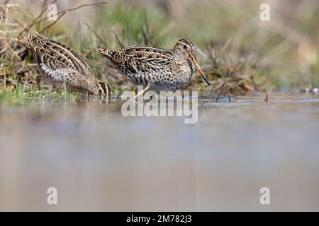 Croccolone - die große Schnecke (Gallinago media) ist eine kleine stockige Wader der Gattung Gallinago Stockfoto