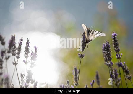 Podalirio su fiori di lavanda - Knapper Schwalbenschwanz (Iphiclides podalirius) Lago di Scanno, L'Aquila, Abruzzen Stockfoto