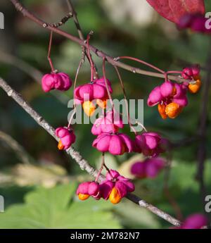 Bunte Früchte des Spindelbaums Euonymus europaeus Red Cascade im Herbstgarten UK Oktober Stockfoto