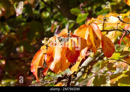 Herbstlaub von Parrotia persica / Persisches Ironholz / Papageienbaum im britischen Garten Oktober Stockfoto