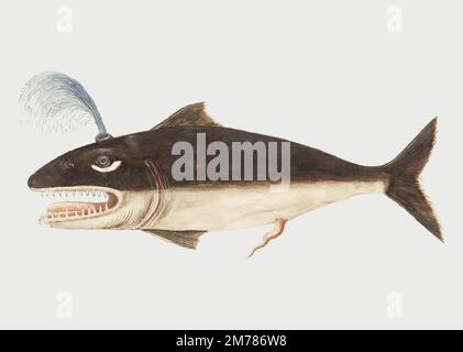 Vektor mit Illustrationen für Vintage-Walfische Stock Vektor