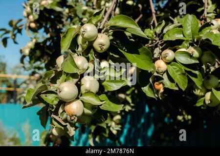 Gartenäpfel wachsen auf einem Ast in der Nähe des Zauns, Nahaufnahme Stockfoto
