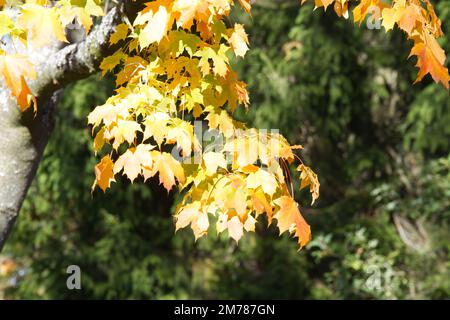 goldgelbes Herbstlaub von Acer saccharinum/Silberapel im britischen Garten im Oktober Stockfoto