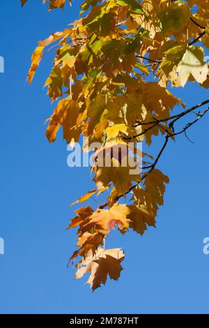 goldgelbes Herbstlaub von Acer saccharinum/Silberapel im britischen Garten im Oktober Stockfoto