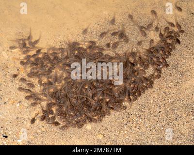 Ein Schwarm kleiner Kaulquappen in einer Regenwaldpfütze, Provinz Orellana, Ecuador Stockfoto