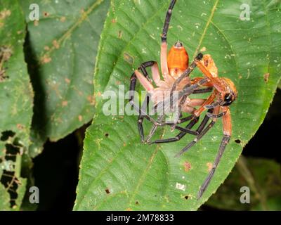 Huntsman Spider (Sadala sp. Sparassidae), die ihre Haut verändern, im Regenwald bei Nacht, Provinz Orellana, Ecuador Stockfoto